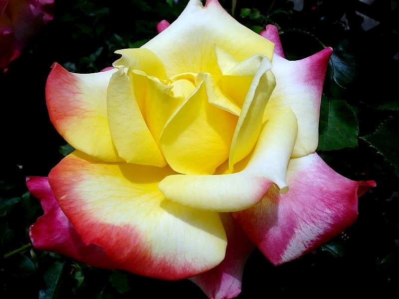 'Concours Lepine ®' rose, click to enlarge 'Concours Lepine ®' rose photo