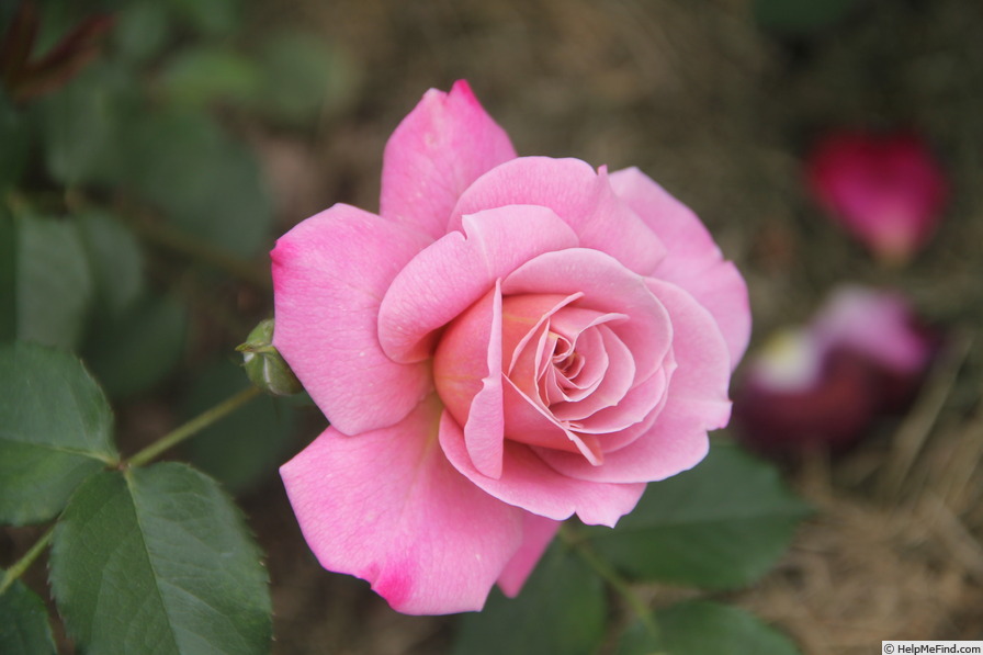 'Pam's Choice' rose photo