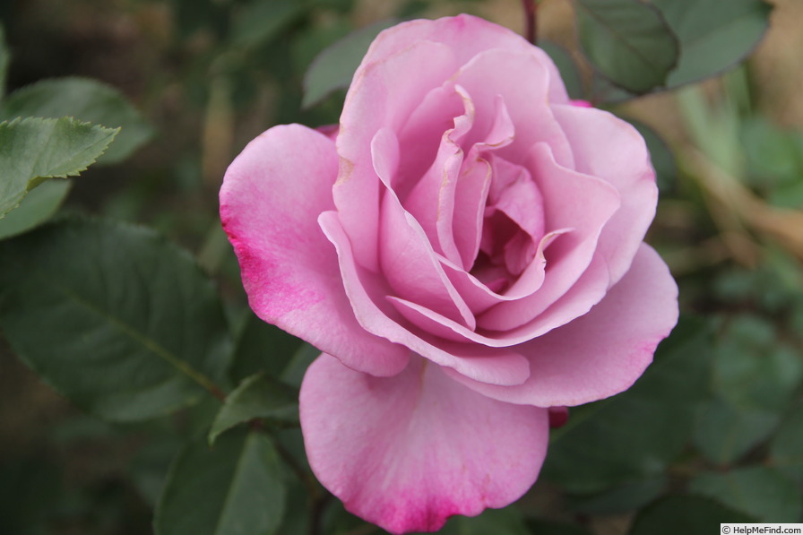 'Imaginaire Parfumée ®' rose photo