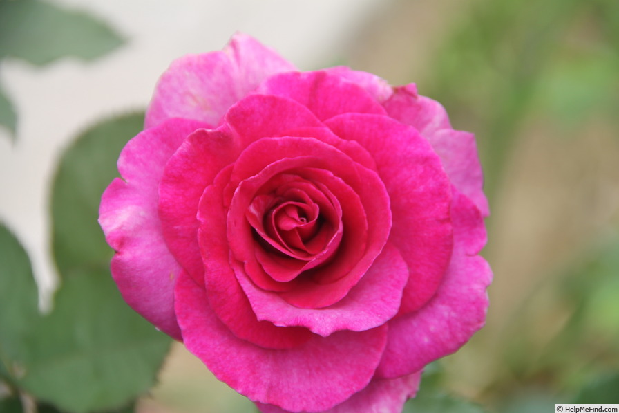 'Violette Parfumée ®' rose photo