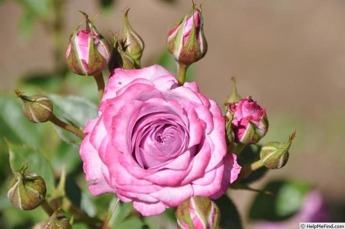 'Blue Ovation' rose photo