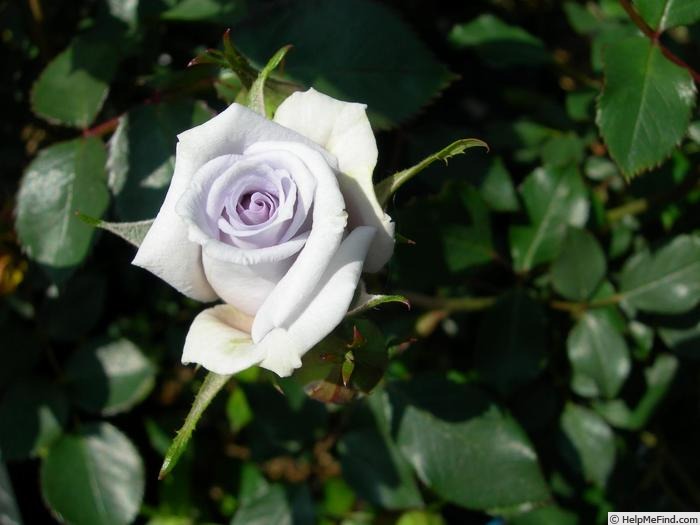 'Cool Beauty' rose photo