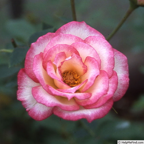 'Heide (miniature, Kawai, 1996)' rose photo