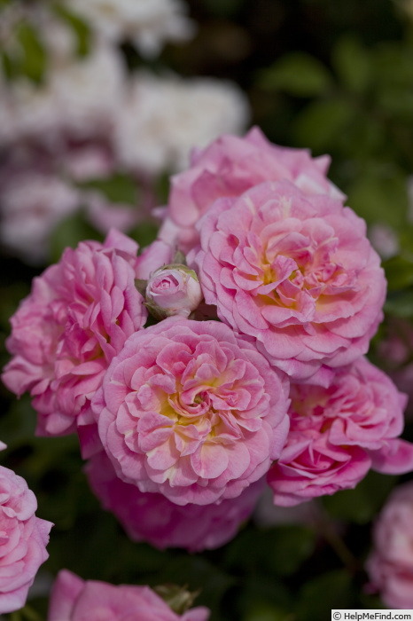 'Sweet Drift ®' rose photo