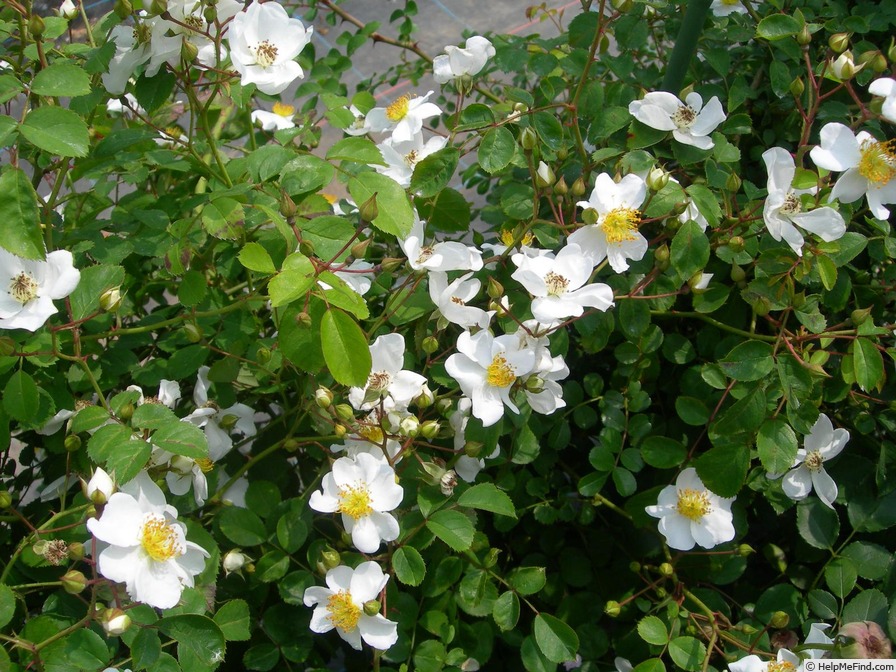 'Miyako-Ibara' rose photo