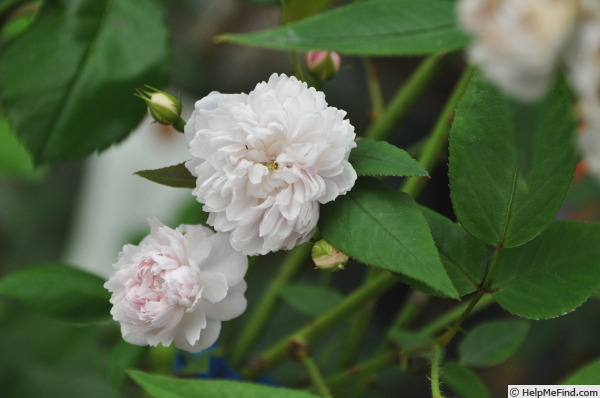 '<i>Rosa anemoneflora</i> Fortune' rose photo