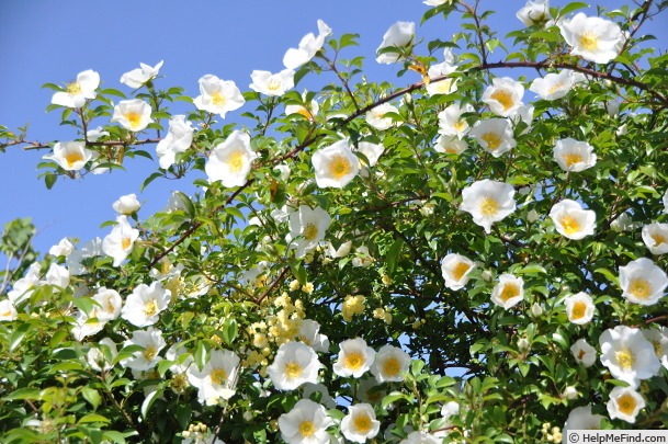'Naniwa-Ibara' rose photo