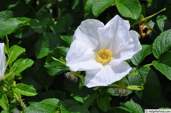 'Shirobanahamanasu' rose photo