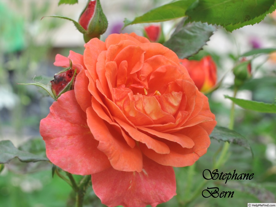 'Stéphane Bern®' rose photo