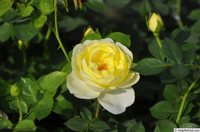 'Lallure' rose photo