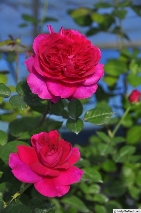 'Nina Ananiashvili' rose photo