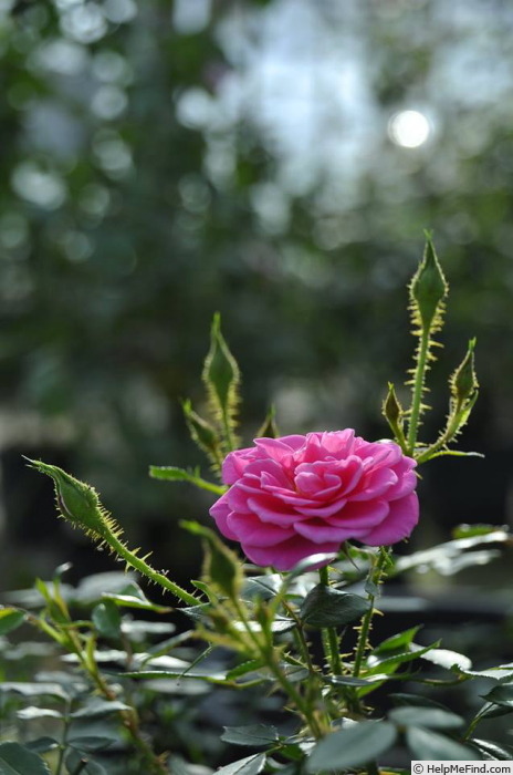'Heidi (Miniature, Christensen 1978)' rose photo