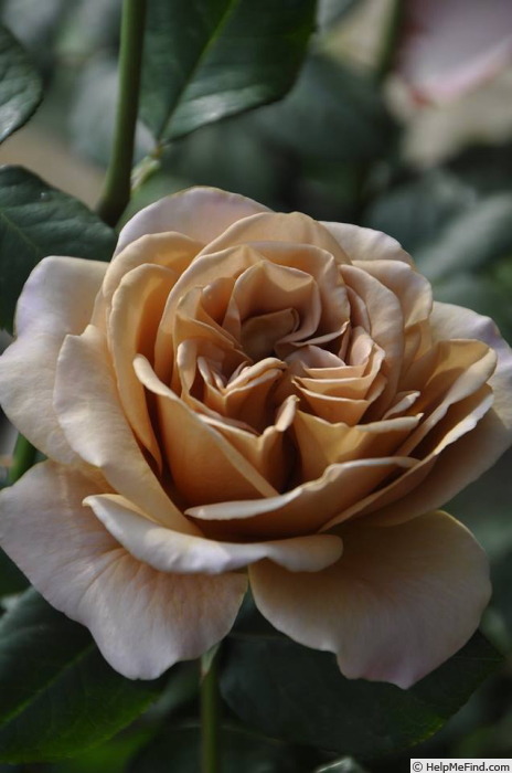 'Caffe Latte' rose photo