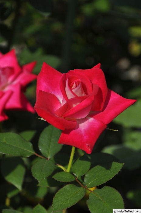 'Mitsue' rose photo