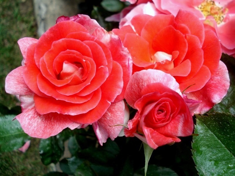 'Allée Abricot ®' rose photo