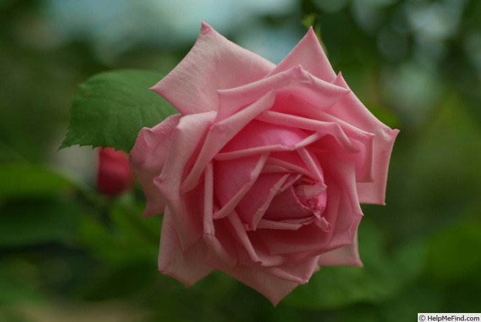 'Red La France' rose photo