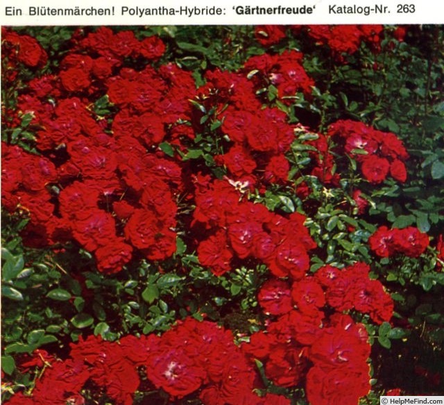 'Gärtnerfreude (polyantha, Kordes, 1965)' rose photo