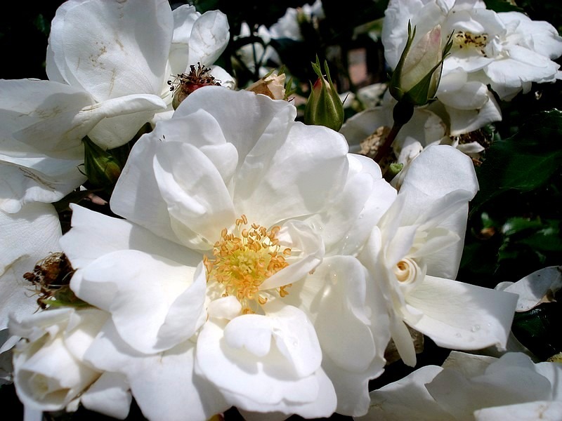 'Opalia' rose photo