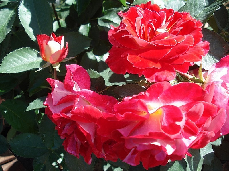 'Aline Mayrisch Rose ®' rose photo