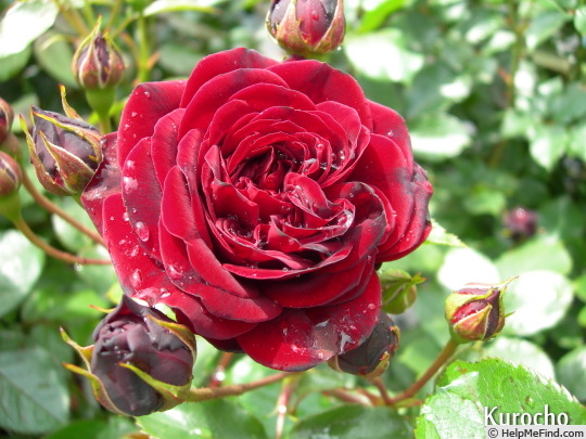 'Kurochō' rose photo