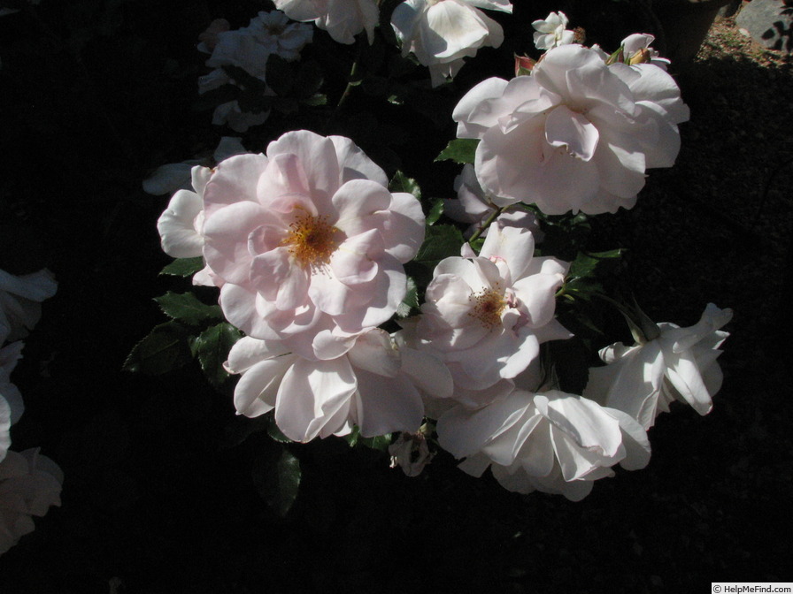 'Lady M.' rose photo