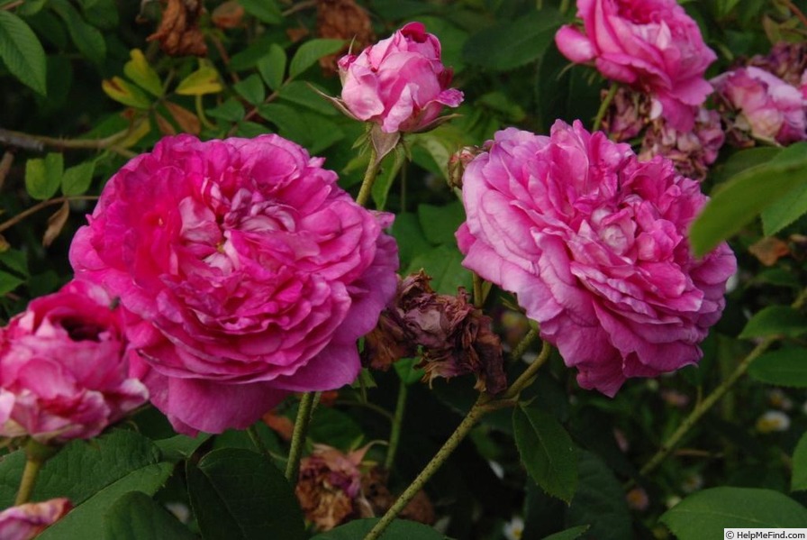 'Duc de Guiche' Rose Photo