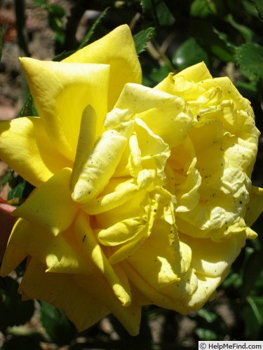'Goldfassade' rose photo
