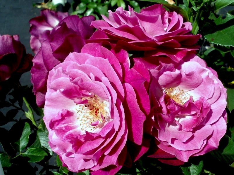 'Blue Eden ®' rose photo