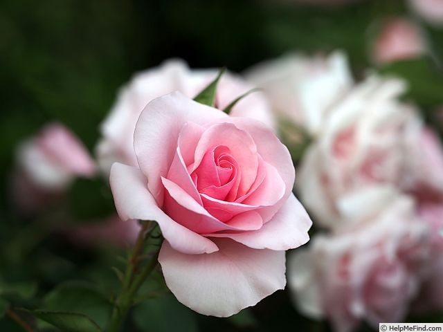 'Mimi Rose' rose photo