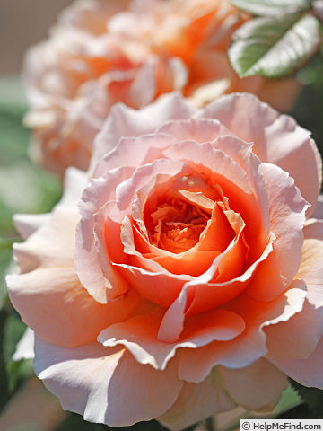 'Kana-Rose' rose photo
