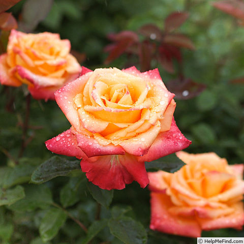 'Tokonatsu' rose photo
