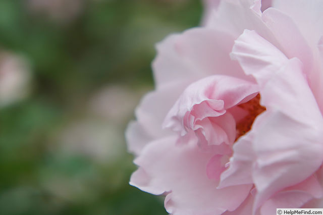 'Sōshun' rose photo