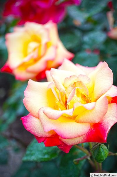 'Charleston ® (floribunda, Meilland, 1963)' rose photo