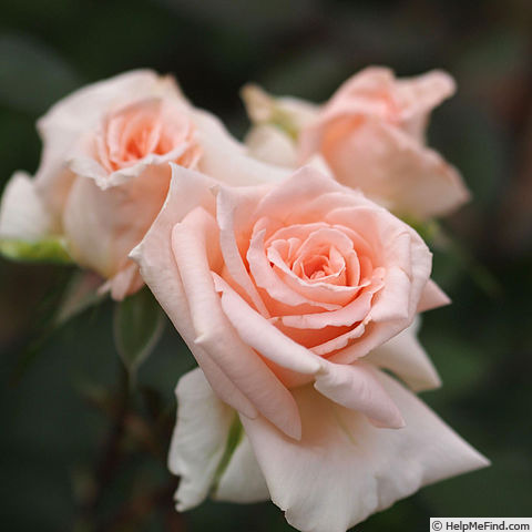 'Kouki' rose photo