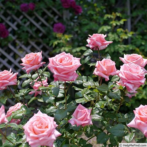 'Bonsoir' rose photo