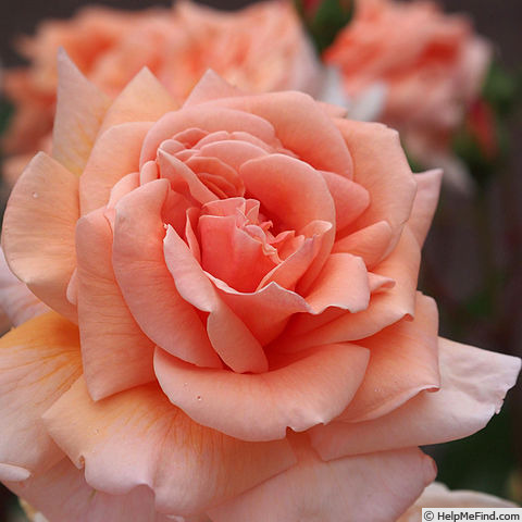 'Pennsylvanian' rose photo