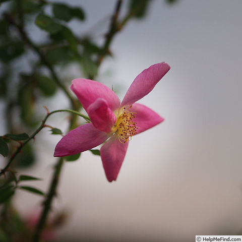 'Ann (shrub, Austin, 1997)' rose photo