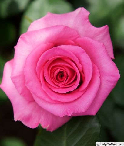 'Laser (florist rose)' rose photo