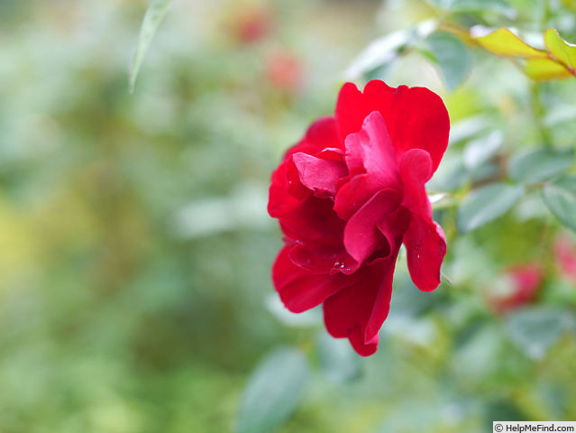'Ragazzina' rose photo
