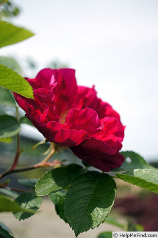 'Berger's Erfolg' rose photo
