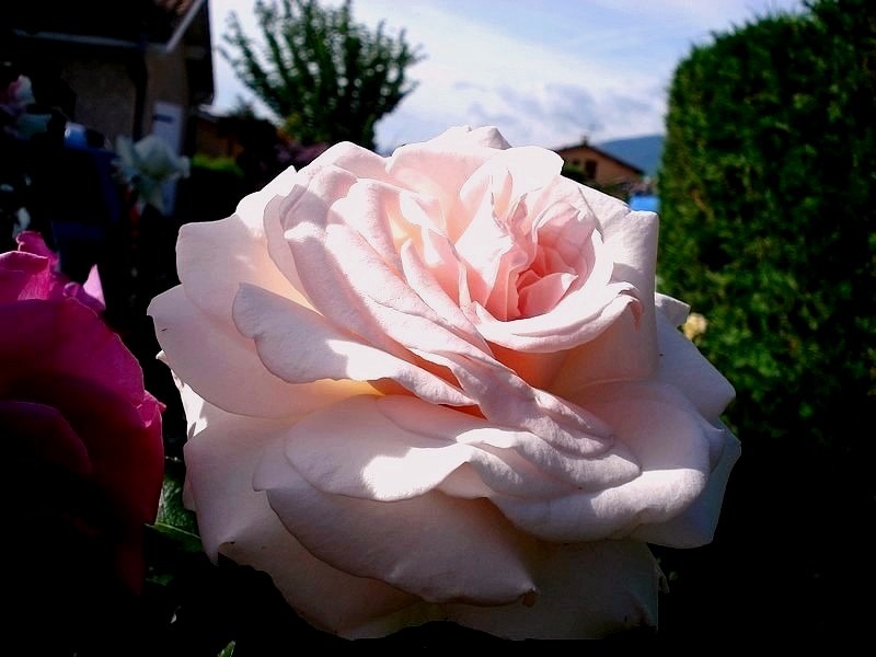 'Prince Jardinier ®' rose photo