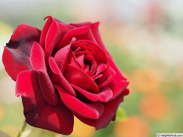 'Kurochō' rose photo