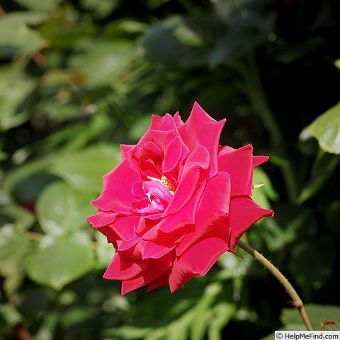 'Uncle Walter' rose photo