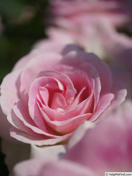 'Harunomai' rose photo