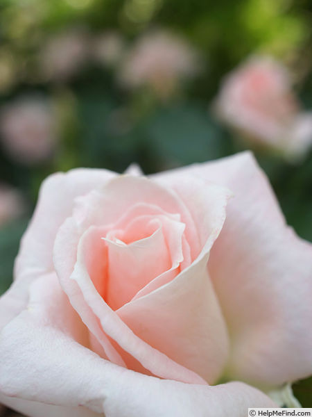 'Warabe-uta' rose photo