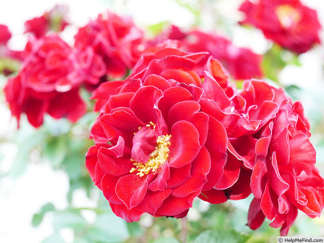 'Scarlet Meillandina' rose photo