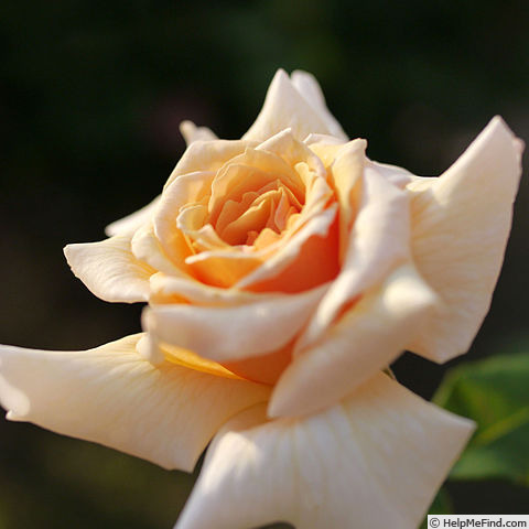 'Golden Ophelia' rose photo