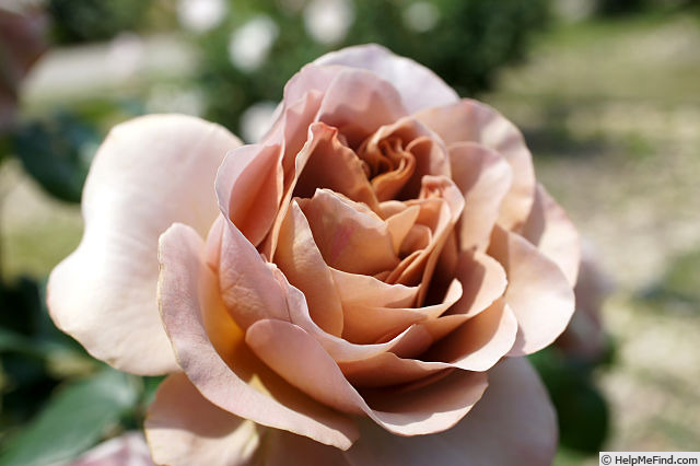 'Caffe Latte' rose photo