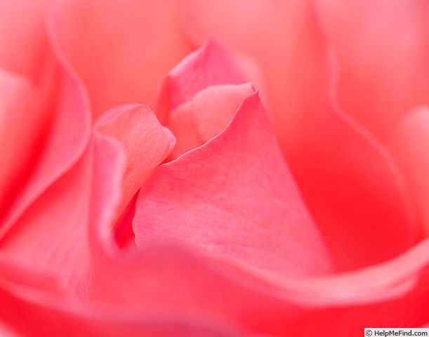 'Akane-Gumo' rose photo