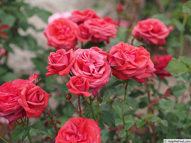 'Belle Créole' rose photo
